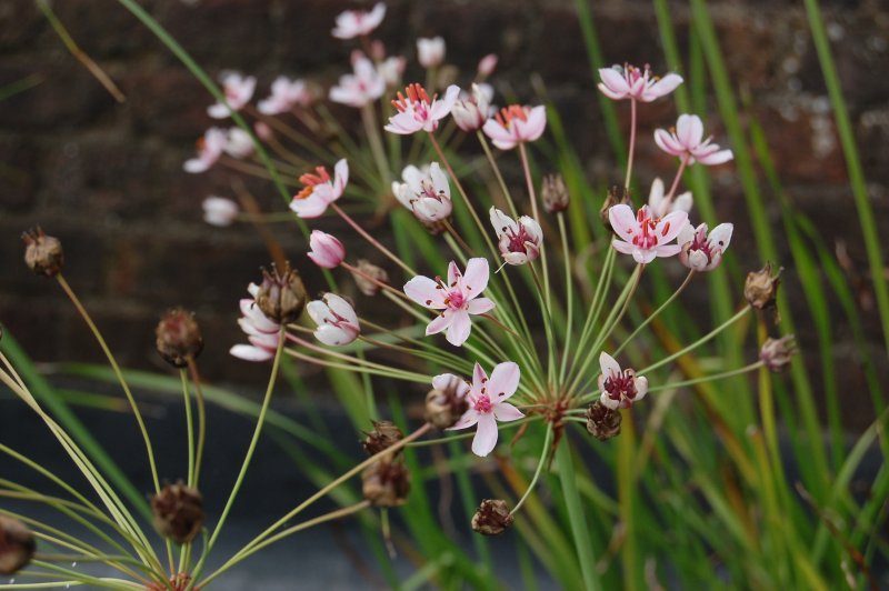 Сусак Butomus umbellatus