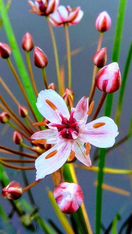 Butomus umbellatus