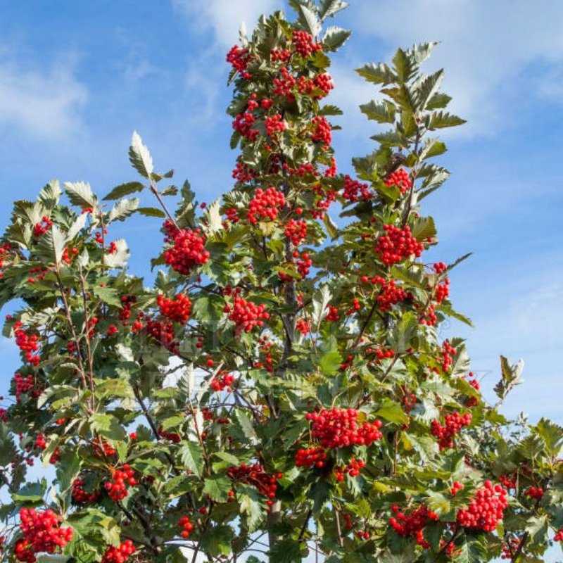 Рябина промежуточная (шведская) (Sorbus Intermedia)