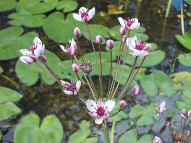 Сусак (Butomus)