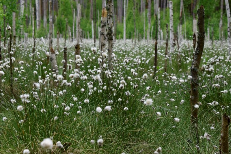 Пушица узколистная (Eriophorum angustifolium)
