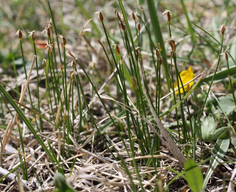 Пушица узколистная (Eriophorum angustifolium)