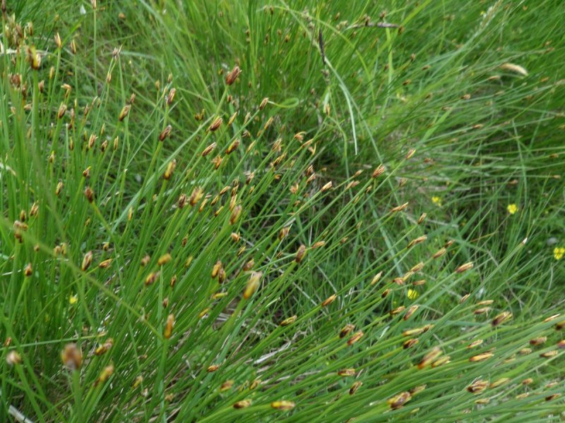 Eriophorum angustifolium