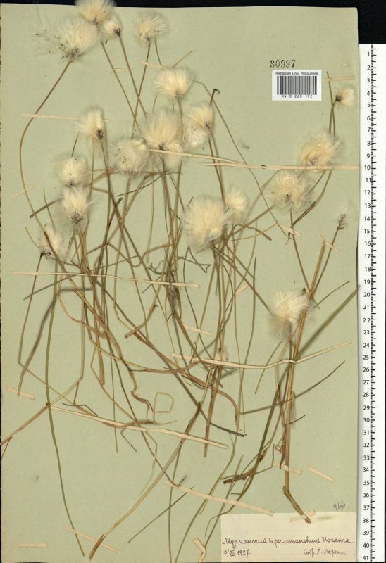 Trichophorum cespitosum