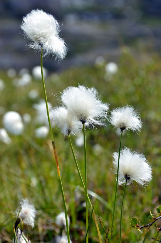 Пухонос Альпийский - Trichophorum alpinum (l.) pers.