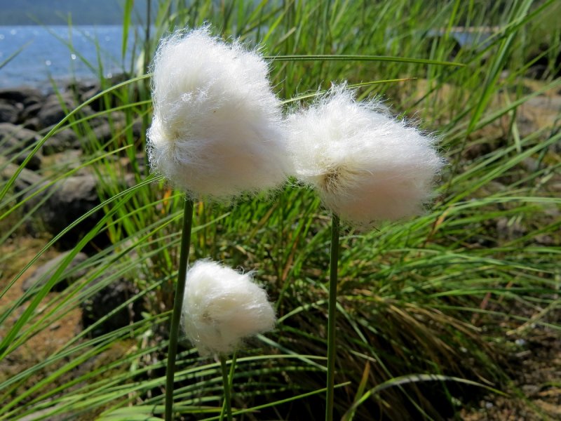 Eriophorum — пушица