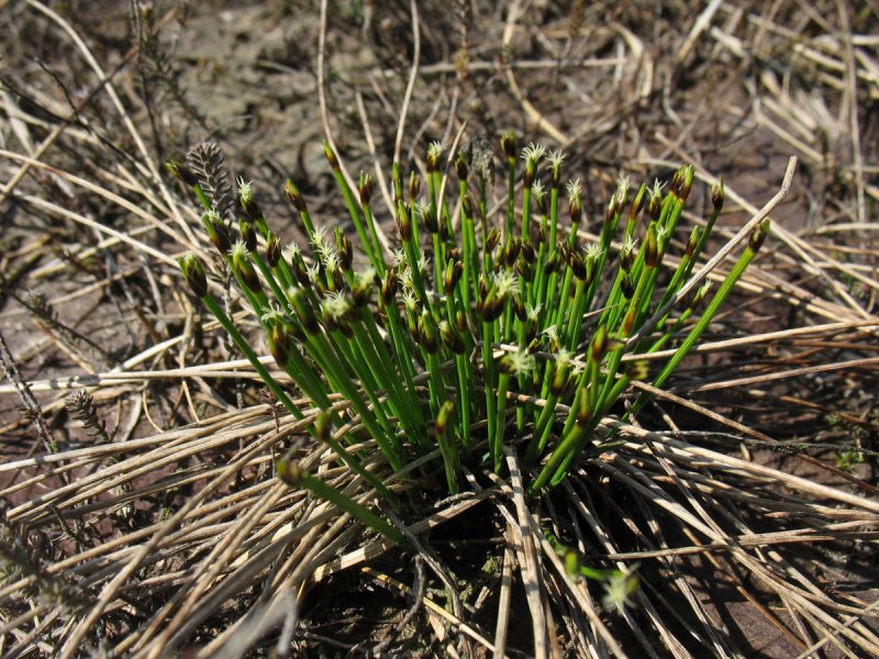 Trichophorum cespitosum