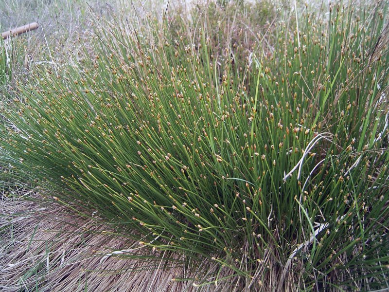 Eriophorum russeolum