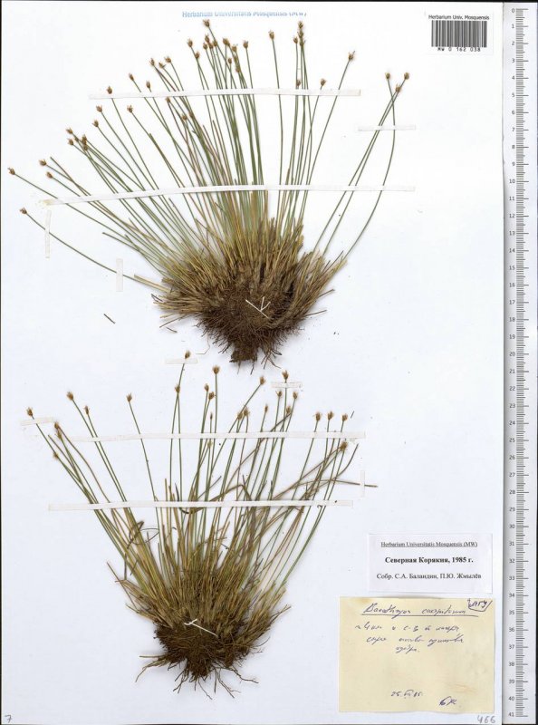 Пушица узколистная (Eriophorum angustifolium)