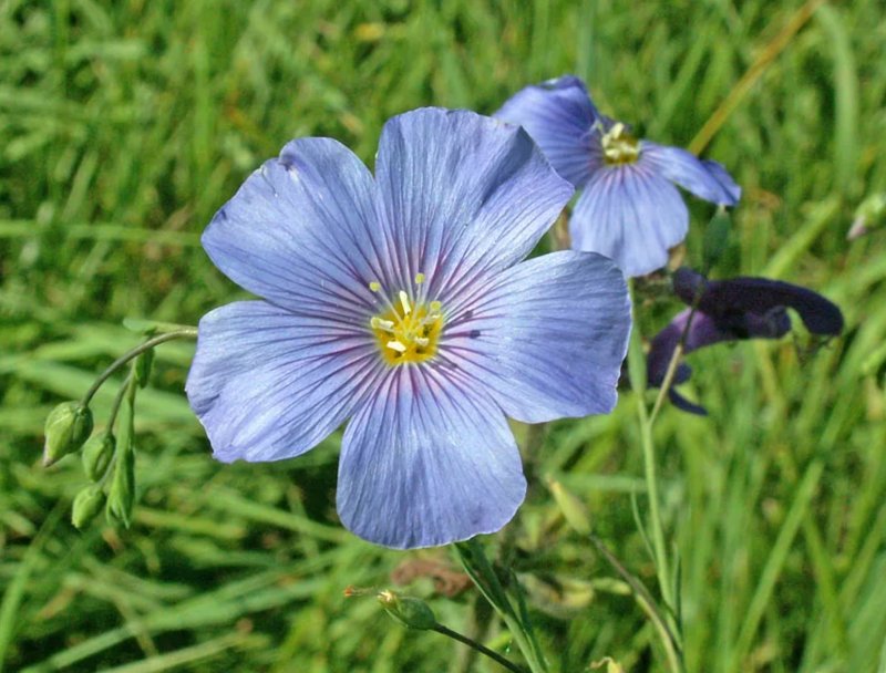 Лен многолетний Linum perenne