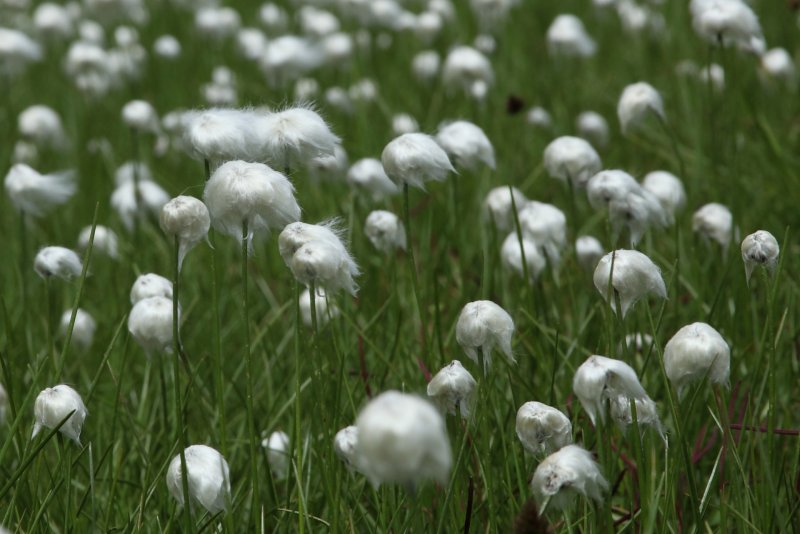 Eriophorum angustifolium
