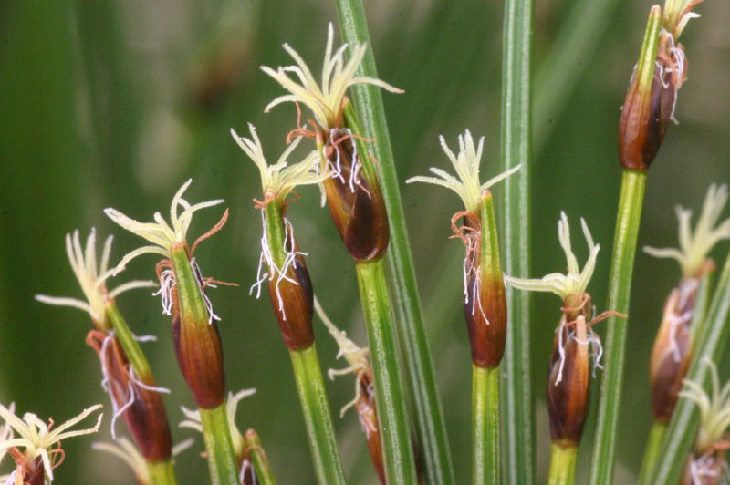 Eriophorum angustifolium