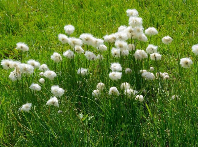 Пухонос Альпийский (Trichophorum alpinum) 0.5 гр.