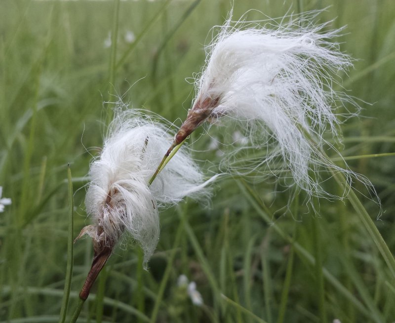 Пухонос Альпийский - Trichophorum alpinum (l.) pers.