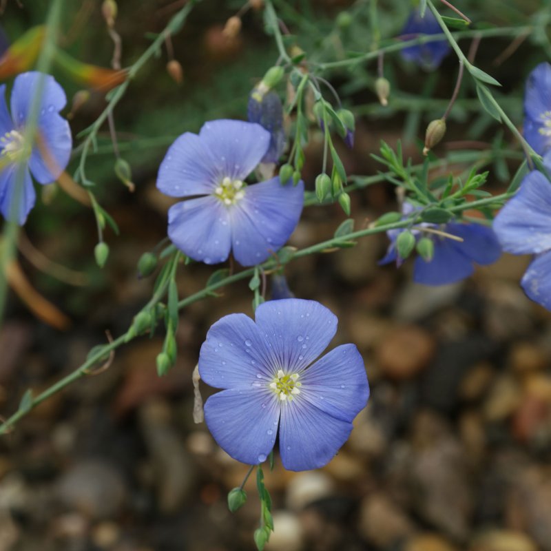 Лен многолетний Linum perénne