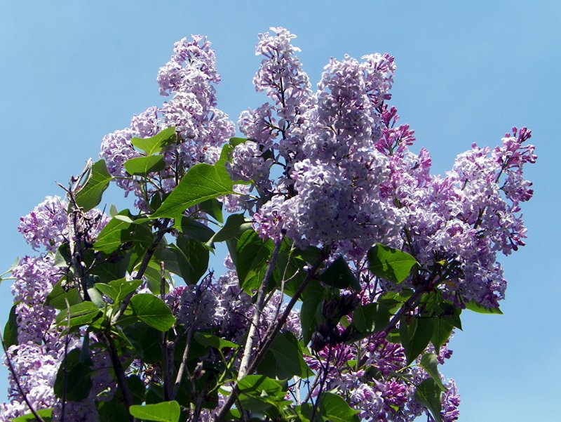 Сирень обыкновенная (Syringa vulgaris `Фрэнк Патерсон`)