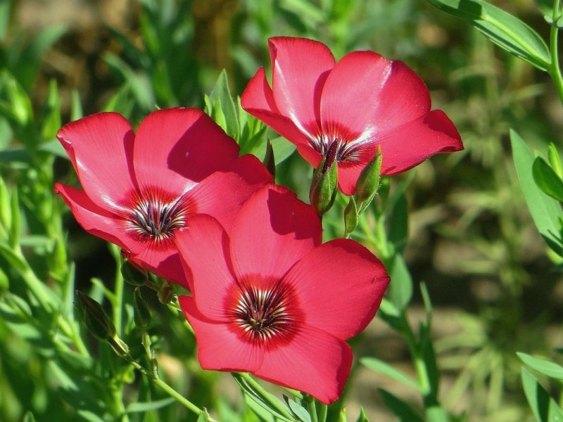 Лён крупноцветковый (Linum grandiflorum)