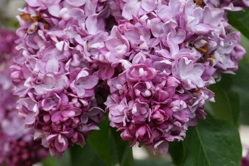 Syringa Purple Астра