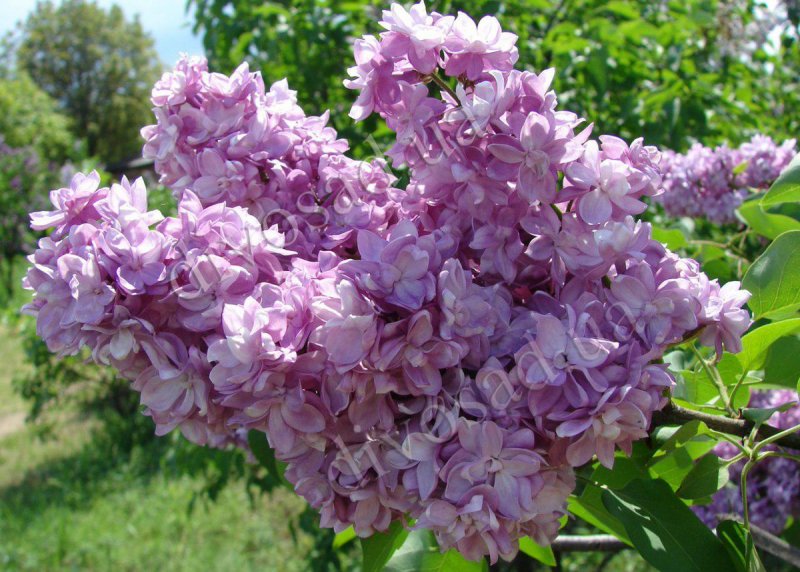 Сорт сирени Зоя Космодемьянская