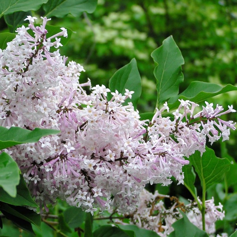 Сирень 'Miss Kim' Syringa