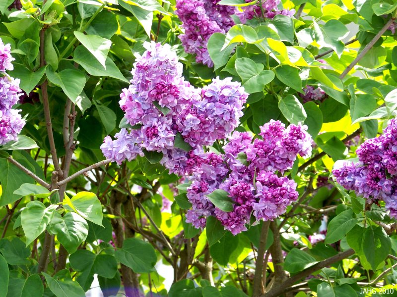 Syringa vulgaris сирень