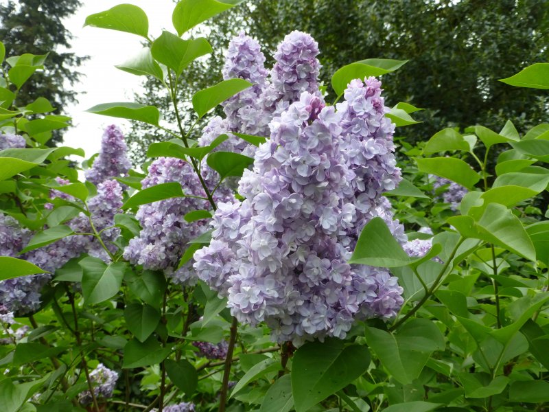 Сирень обыкновенная (Syringa vulgaris)