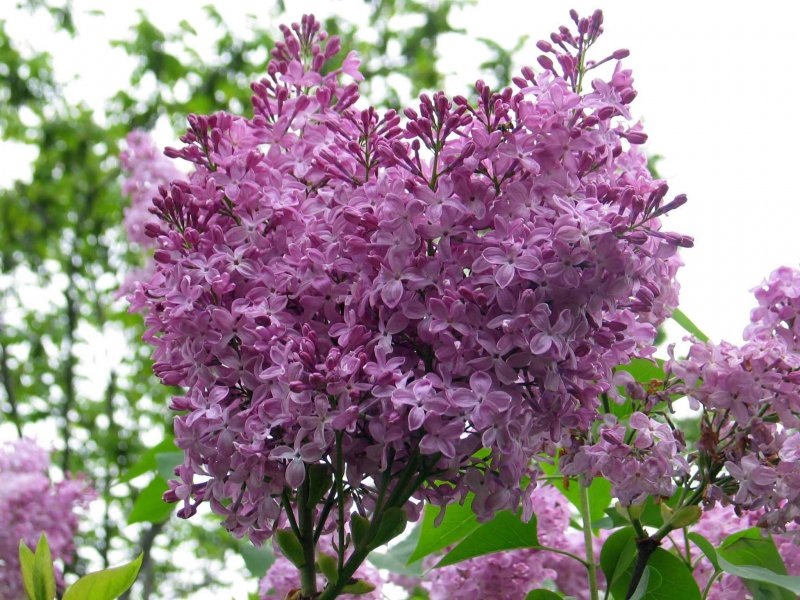 Сирень обыкновенная (Syringa vulgaris)