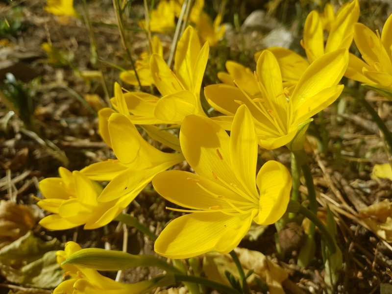 Штернбергия lutea