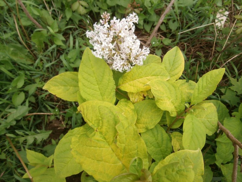 Syringa villosa 'Aurea'