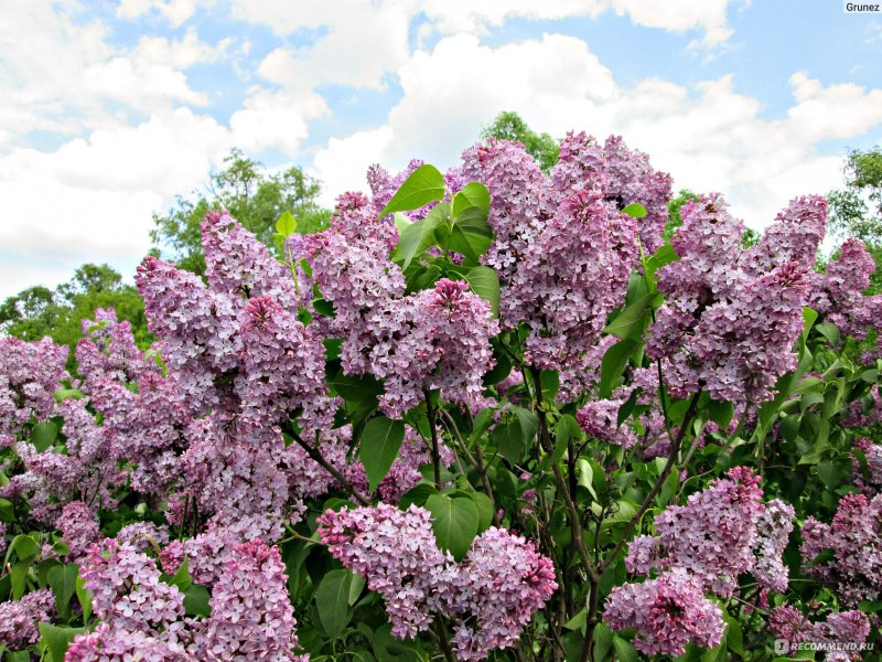 Syringa vulgaris 'chmurka'