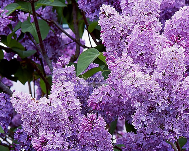 Сирень Syringa