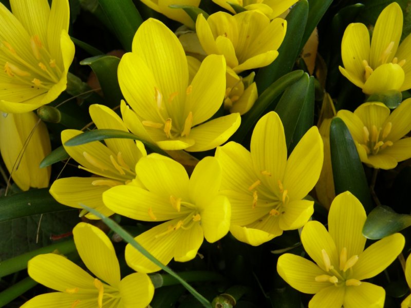 Штернбергия lutea