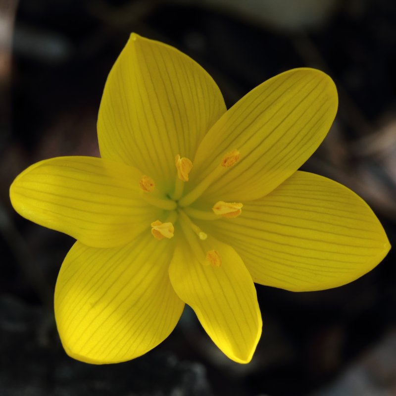 Штернбергия lutea