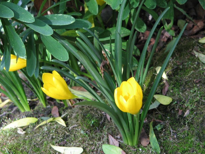 Штернбергия lutea