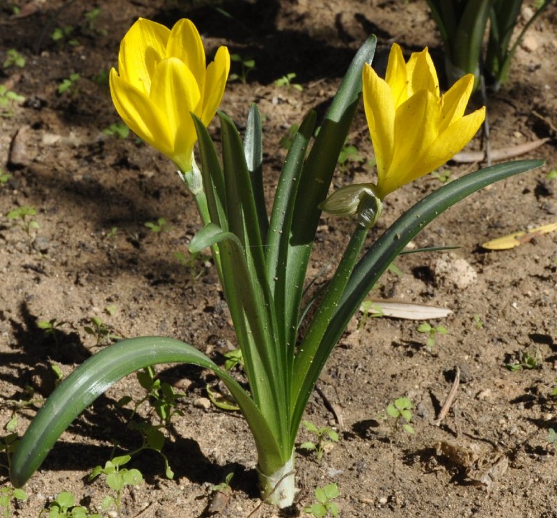 Штернбергия lutea