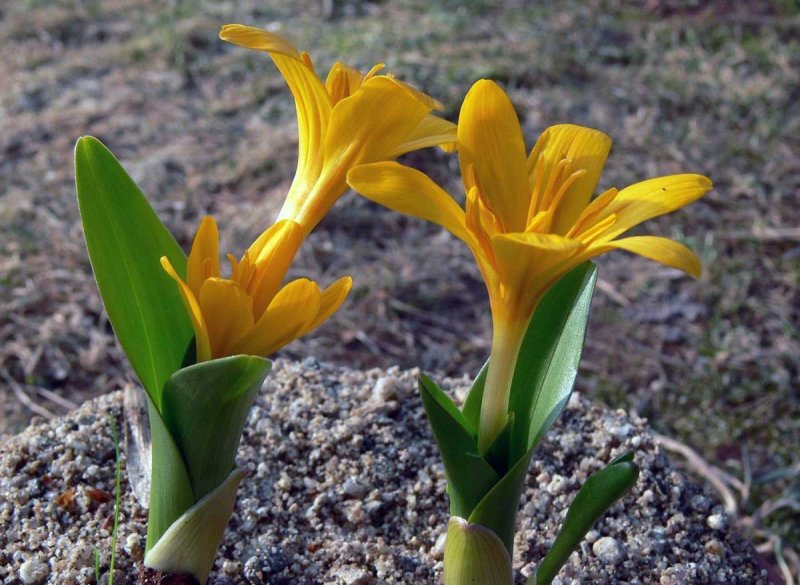 Безвременник желтый Colchicum luteum