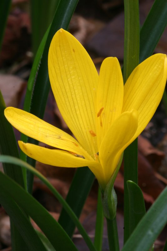 Штернбергия lutea