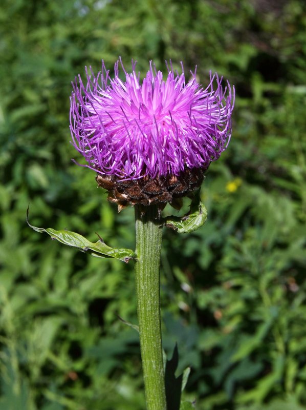 Левзея сафлоровидная (Leuzea carthamoides)