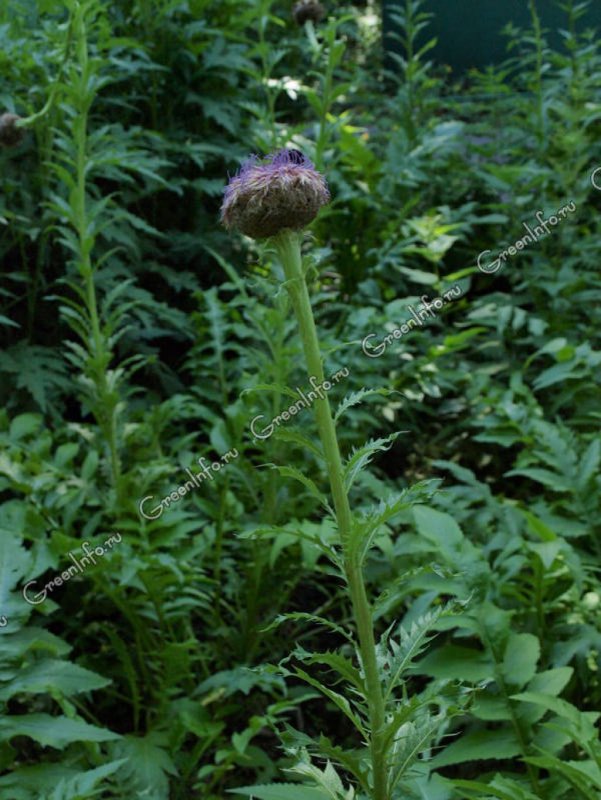 Centaurea dealbata 'Steenbergii'