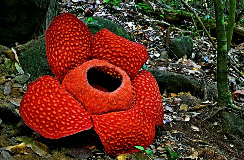 Раффлезия Арнольди