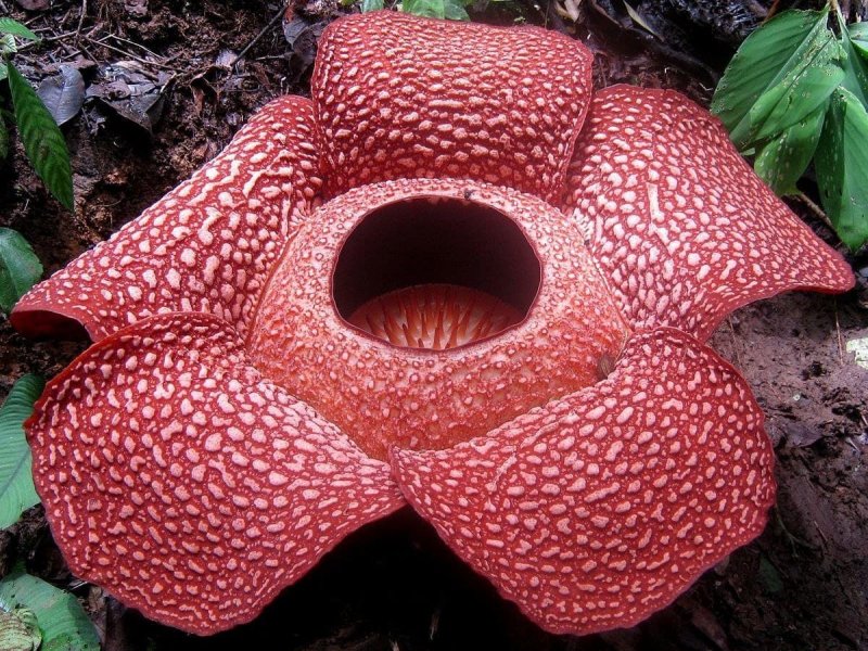 Раффлезия Арнольди Rafflesia arnoldii