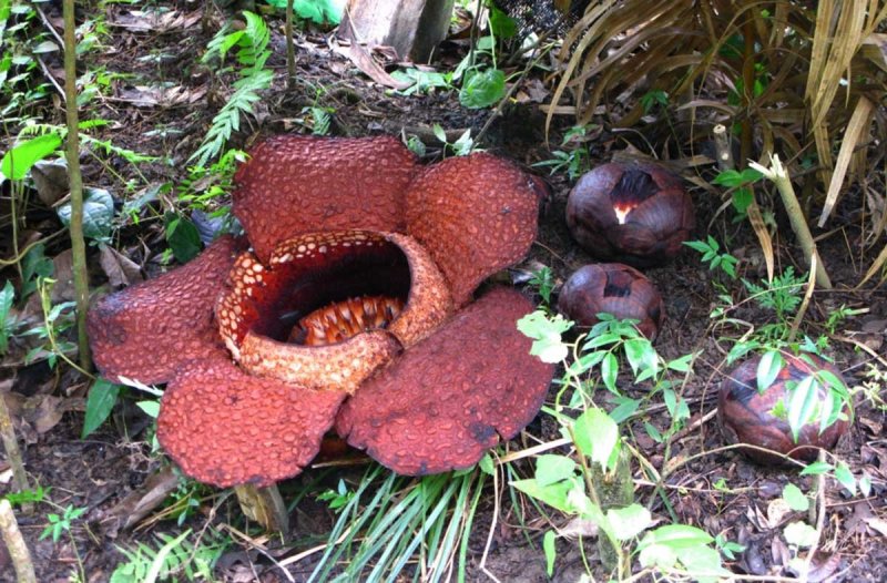 Rafflesia Арнольда