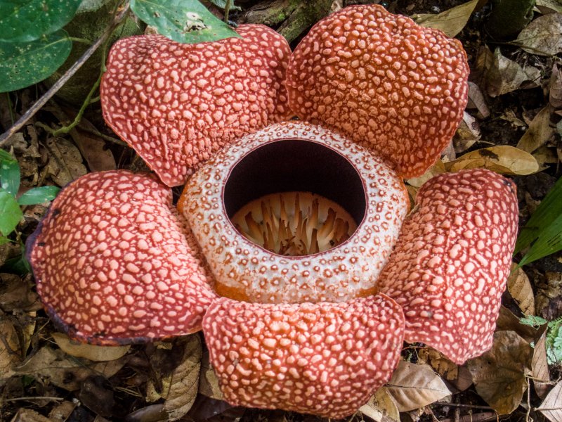 Раффлезия Арнольди Rafflesia arnoldii
