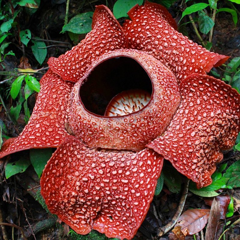 Rafflesia Арнольда