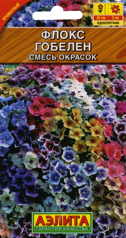 Флокс сказочный Эльф