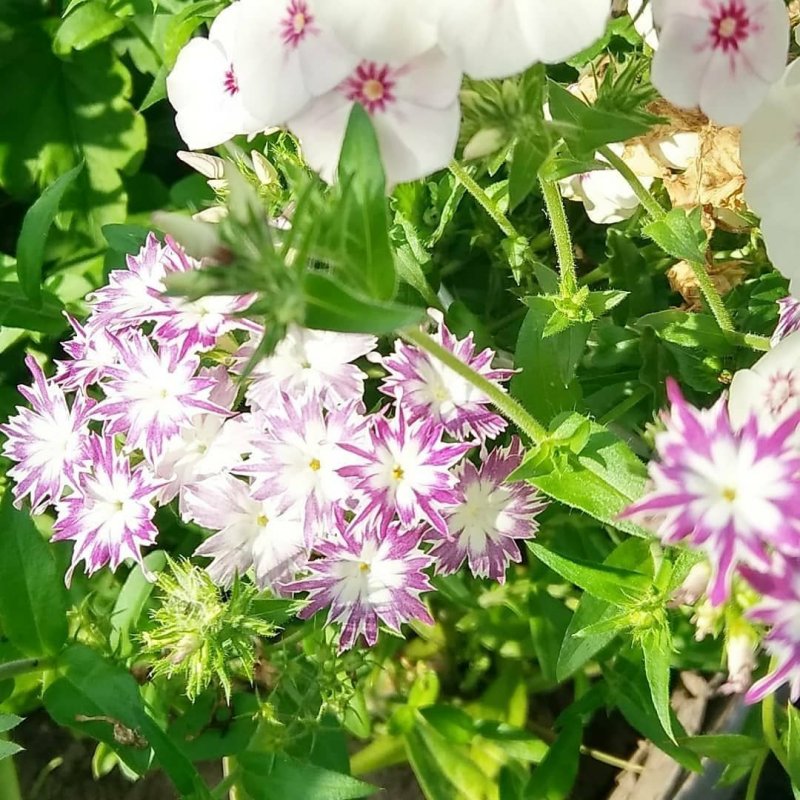 Флокс друммонда