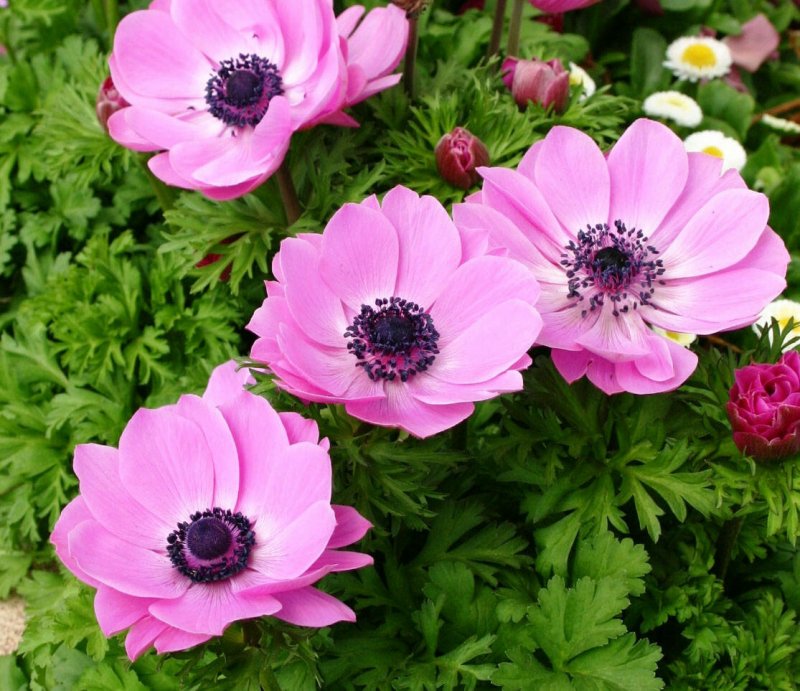 Анемон, ветреница (Anemone)