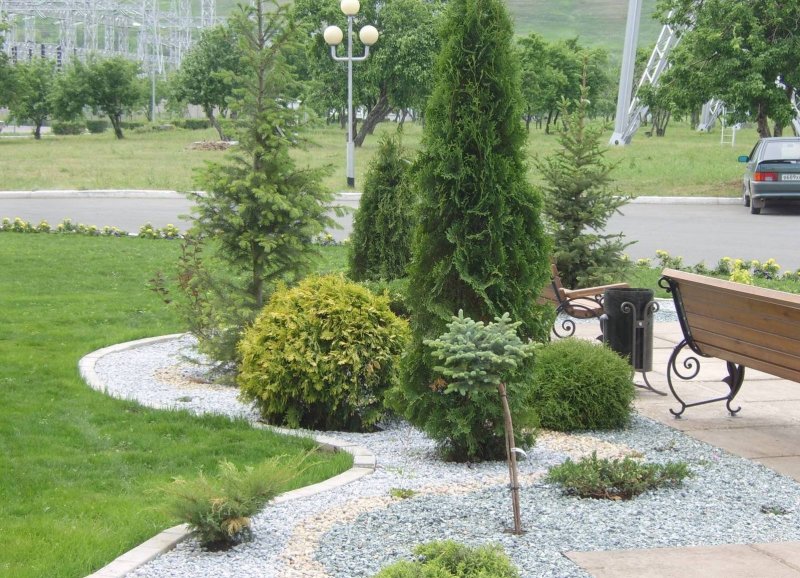 Туя Смарагд в ландшафте