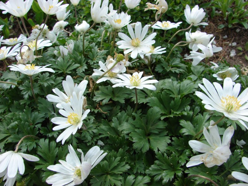 Анемона Лесная Anemone Sylvestris