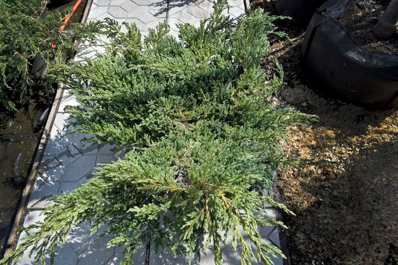 Juniperus monosperma